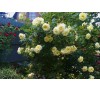 Роза плетистая Эльф ( Elfe)01